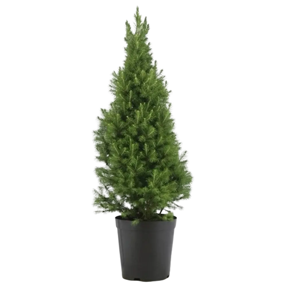 Фото Ель Коника 23x80 см Фото Ель Коника 23x80 см