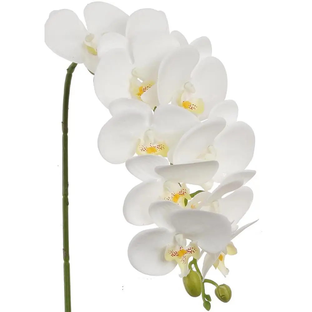 Фото 6 Орхидея Фаленопсис Экстра микс 1 стебель ø12 h65 см Фото 6 Орхидея Фаленопсис Экстра микс 1 стебель ø12 h65 см