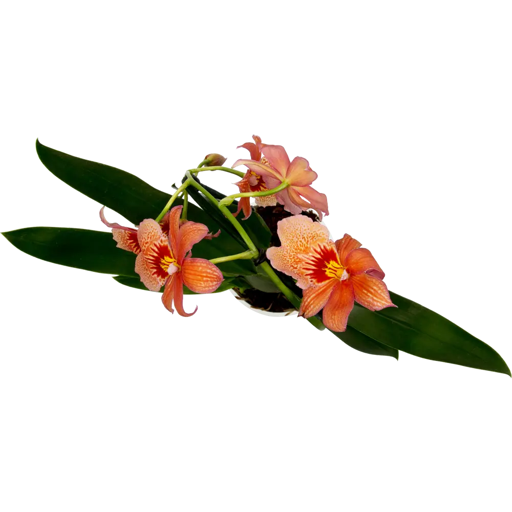 Фото 2 Орхидейный микс 9x35 см Фото 2 Орхидейный микс 9x35 см