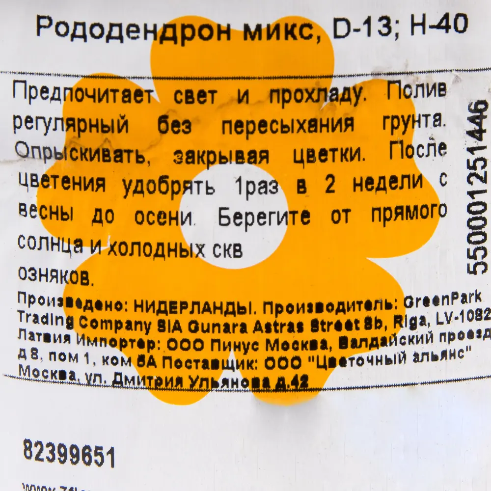 Фото 3 Рододендрон микс 13x40 см Фото 3 Рододендрон микс 13x40 см