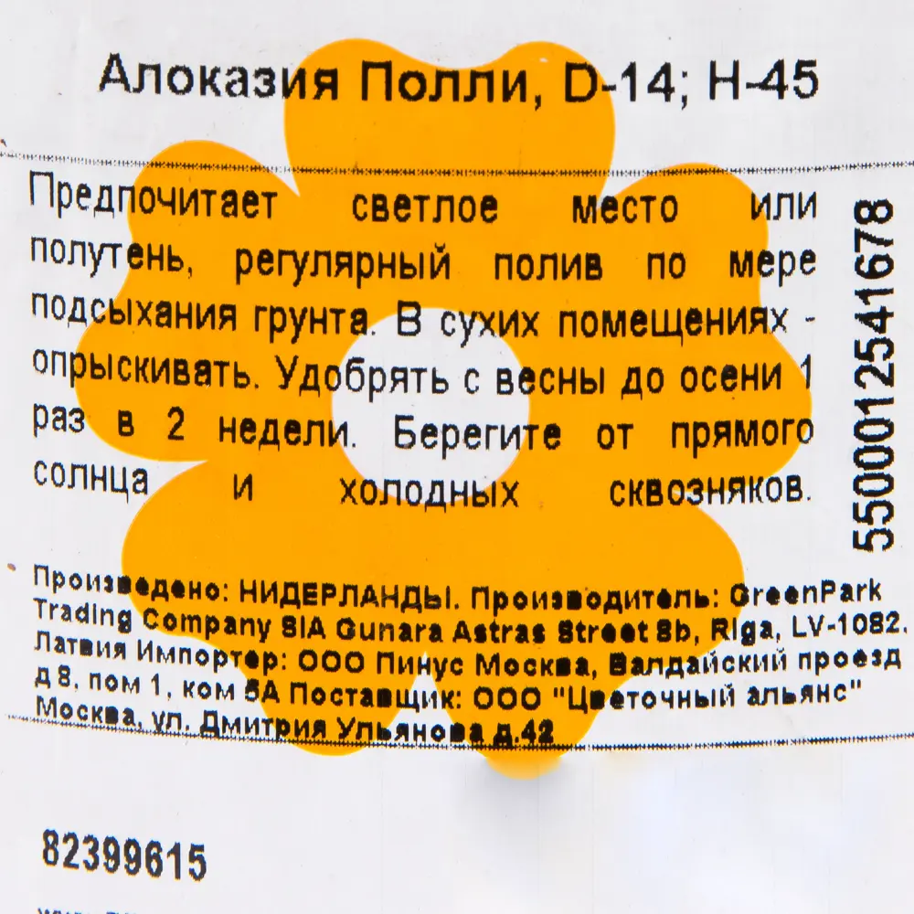 Фото 3 Алоказия Полли ø14 h45 см Цветочный альянс Фото 3 Алоказия Полли ø14 h45 см Цветочный альянс