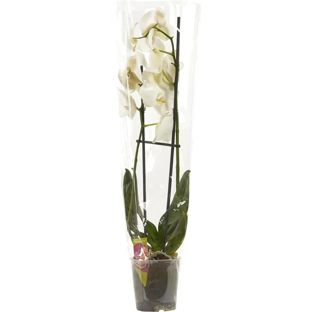 Фото 5 Орхидея Фаленопсис микс 2 стебля ø12 h40 см Фото 5 Орхидея Фаленопсис микс 2 стебля ø12 h40 см