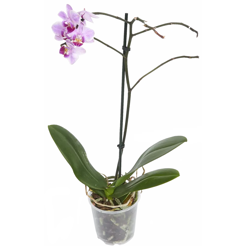 Фото Орхидея Фаленопсис 2 стебля ø9 h40 см Цветочный альянс Фото Орхидея Фаленопсис 2 стебля ø9 h40 см Цветочный альянс