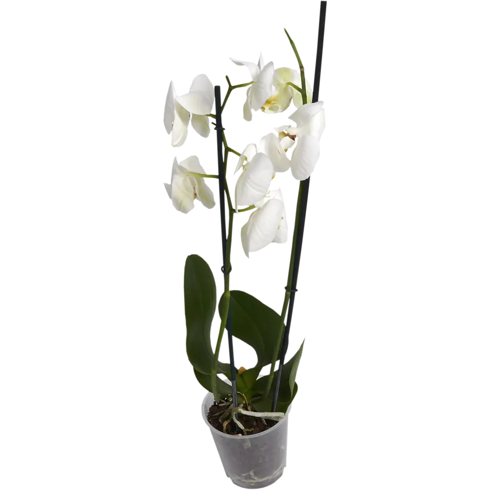 Фото Орхидея Фаленопсис Стандарт микс 2 стебля ø12 h50 см Фото Орхидея Фаленопсис Стандарт микс 2 стебля ø12 h50 см