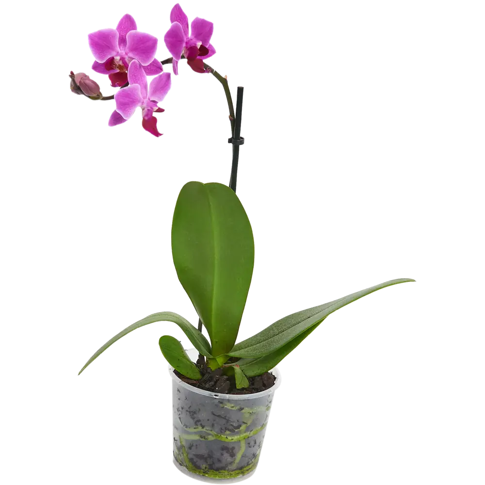 Фото Орхидея Фаленопсис промо микс 1 стебель ø9 h30 см Фото Орхидея Фаленопсис промо микс 1 стебель ø9 h30 см