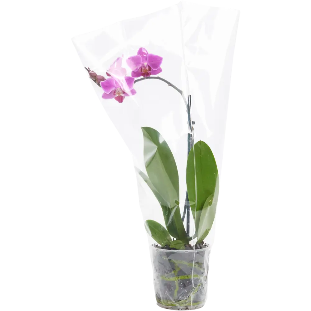 Фото 3 Орхидея Фаленопсис промо микс 1 стебель ø9 h30 см Фото 3 Орхидея Фаленопсис промо микс 1 стебель ø9 h30 см