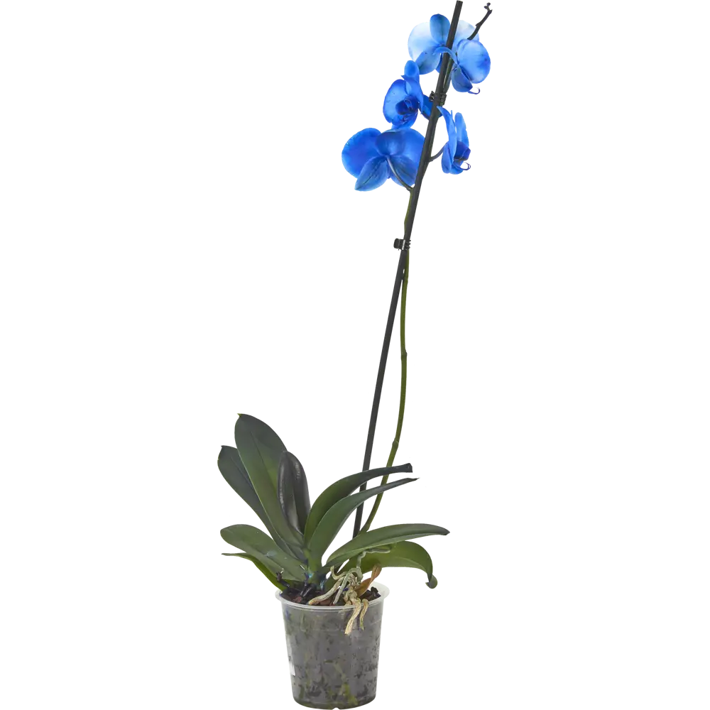 Фото Орхидея Фаленопсис окрашенный 1 стебель ø12 h60 см синий Фото Орхидея Фаленопсис окрашенный 1 стебель ø12 h60 см синий