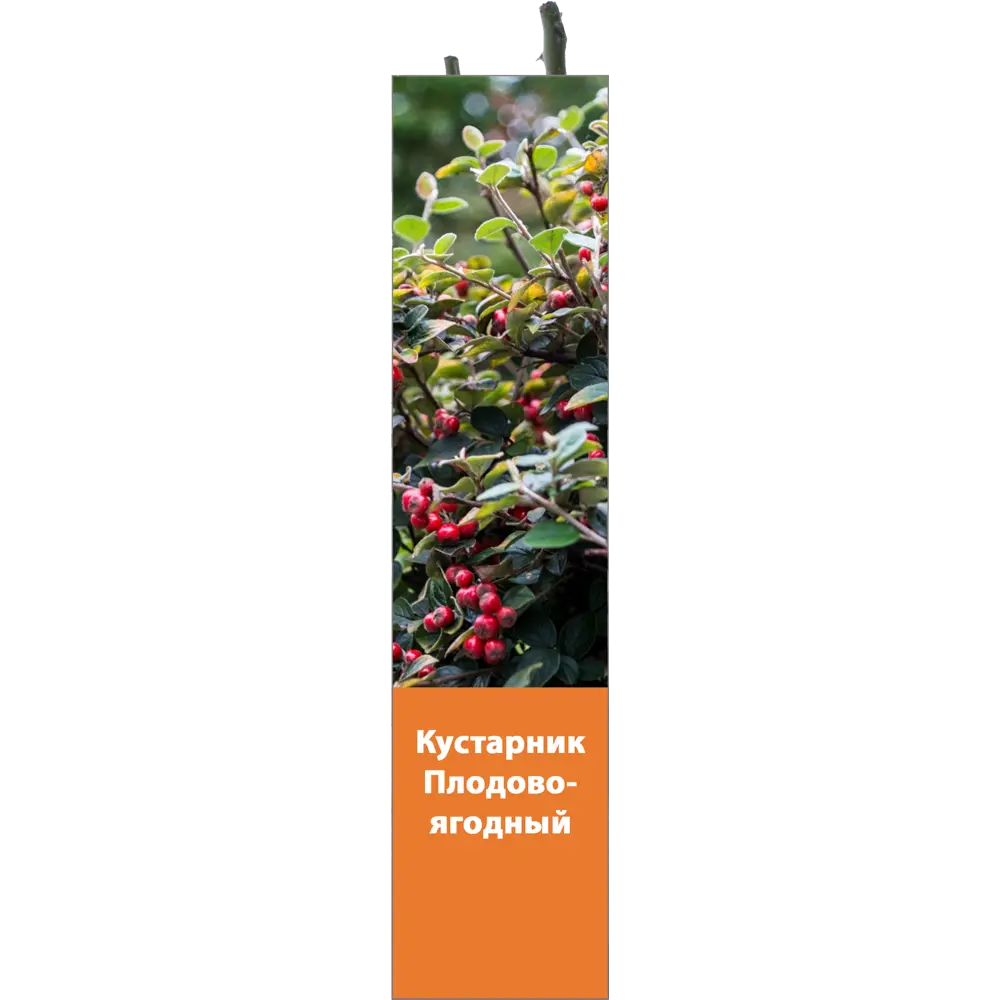 Фото Чёрная смородина Фото Чёрная смородина