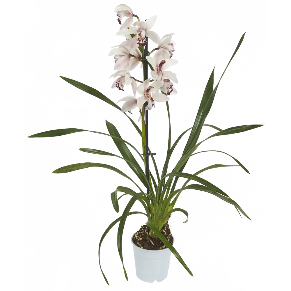 Фото Орхидея Цимбидиум микс ø12 h50 см Фото Орхидея Цимбидиум микс ø12 h50 см
