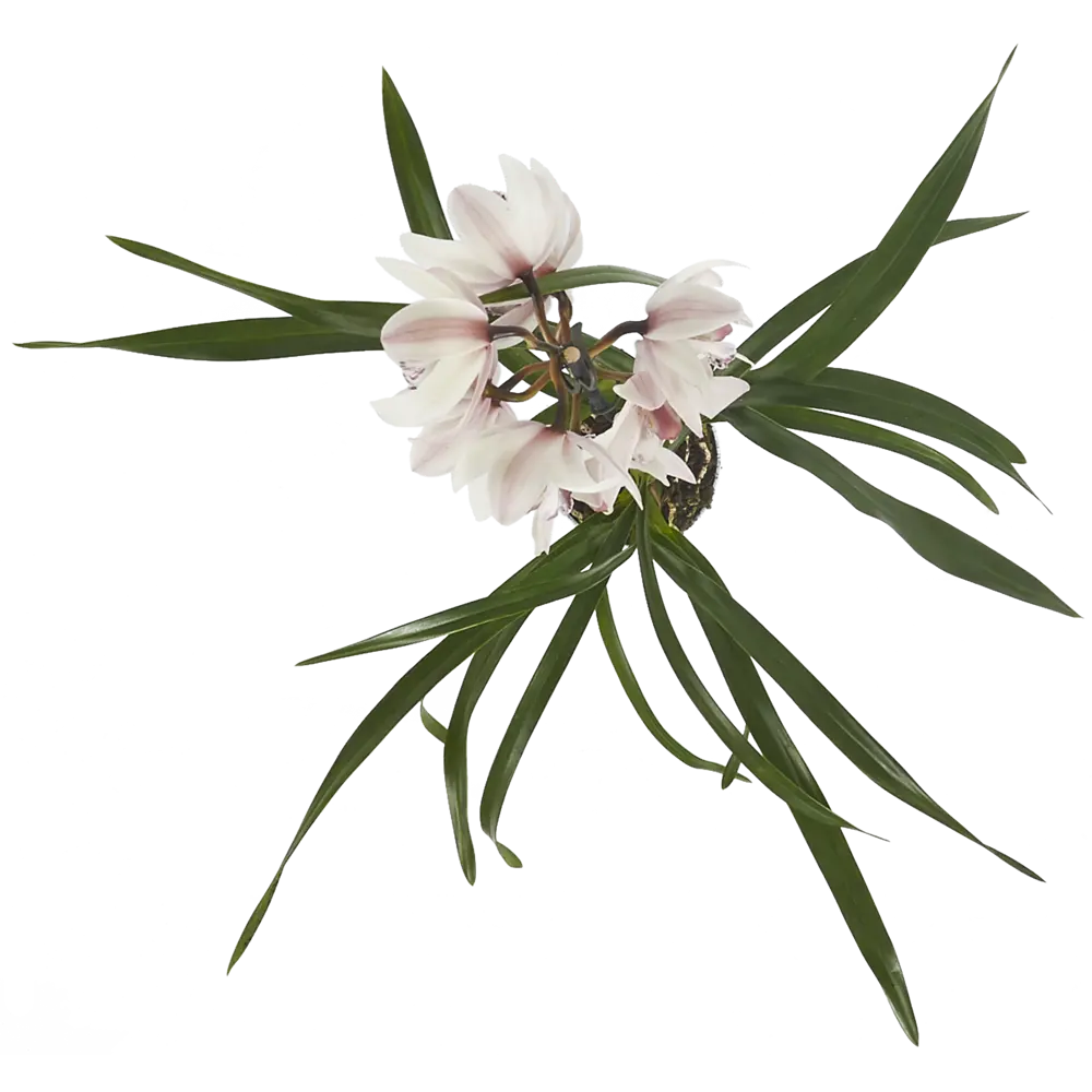 Фото 2 Орхидея Цимбидиум микс ø12 h50 см Фото 2 Орхидея Цимбидиум микс ø12 h50 см