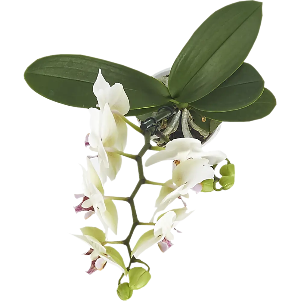 Фото 2 Орхидея Фаленопсис мини 1 стебель ø9 h40 см Фото 2 Орхидея Фаленопсис мини 1 стебель ø9 h40 см