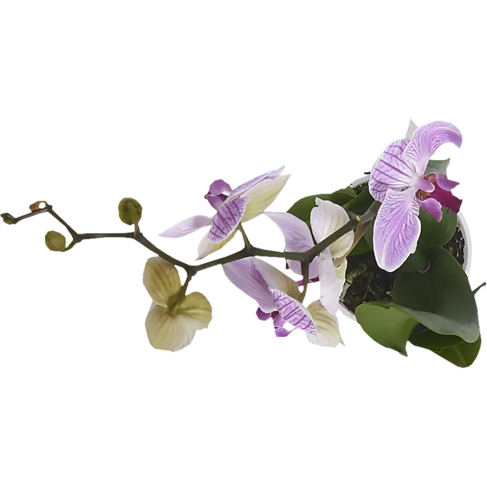 Фото 2 Орхидея Фаленопсис Стандарт микс 1 стебель ø12 h70 см Фото 2 Орхидея Фаленопсис Стандарт микс 1 стебель ø12 h70 см