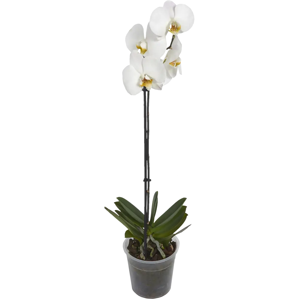 Фото Орхидея Фаленопсис Стандарт микс 1 стебель ø12 h40 см Фото Орхидея Фаленопсис Стандарт микс 1 стебель ø12 h40 см