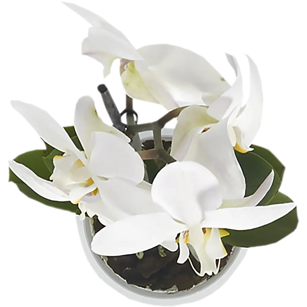 Фото 3 Орхидея Фаленопсис Стандарт микс 1 стебель ø12 h40 см Фото 3 Орхидея Фаленопсис Стандарт микс 1 стебель ø12 h40 см