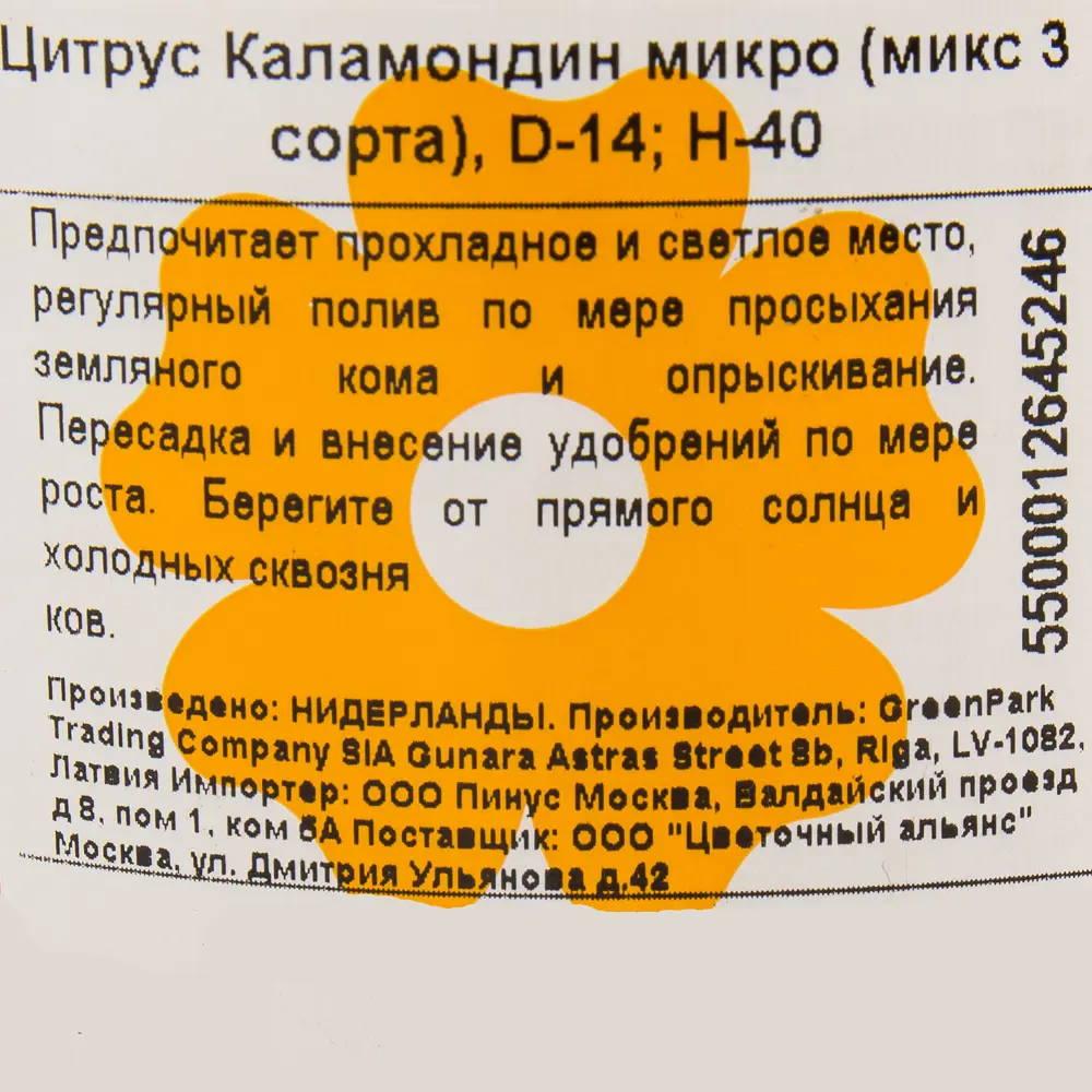 Фото 3 Цитрус Каламондин микро 15x45 см Фото 3 Цитрус Каламондин микро 15x45 см