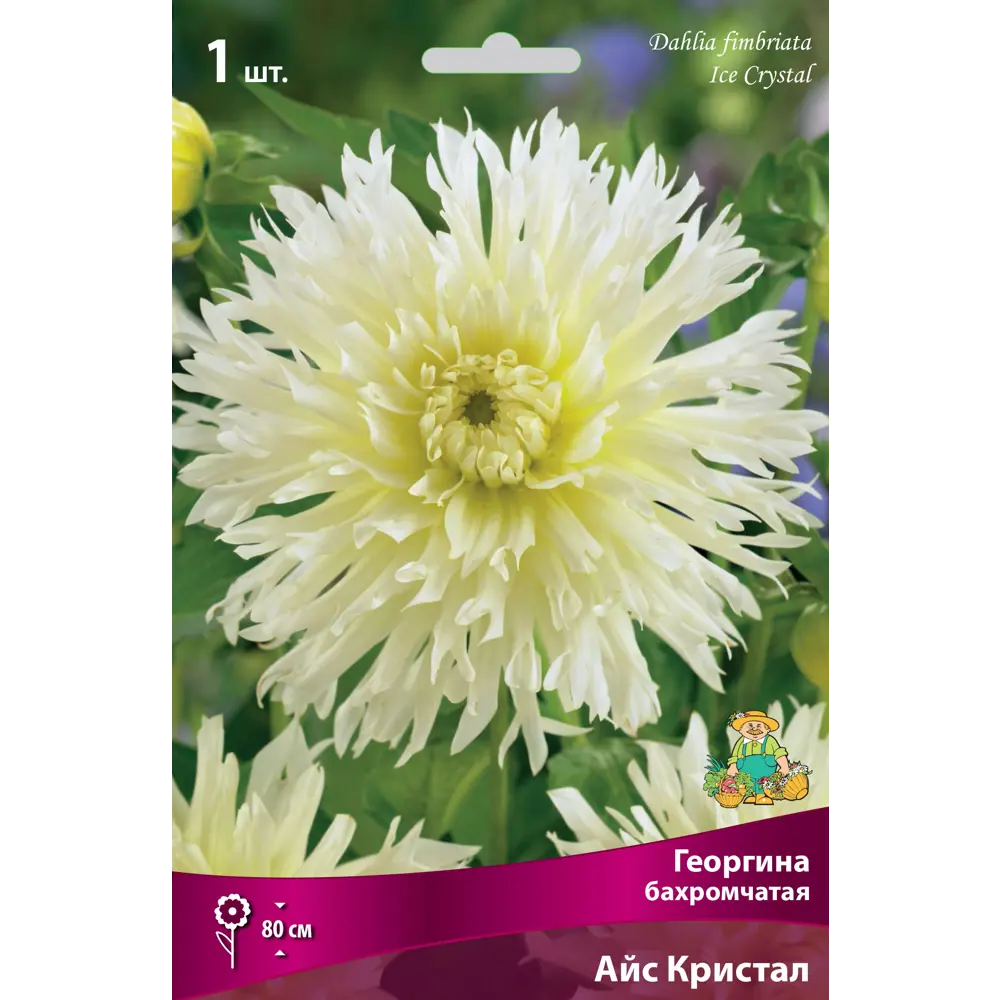 Фото Георгины бахромчатые Айс Кристал