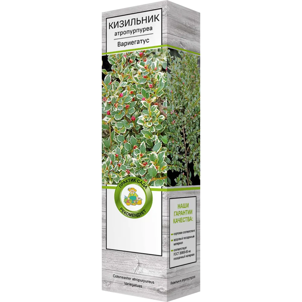 Фото Кизильник атропурпуреа Вариегатус Фото Кизильник атропурпуреа Вариегатус