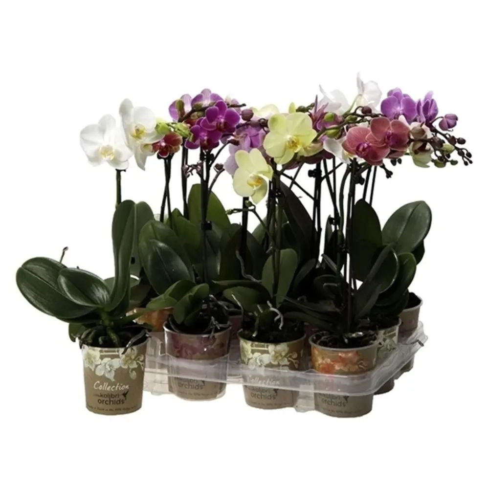 Фото Орхидея Фаленопсис Колибри ø9 h35 см Цветочный альянс Фото Орхидея Фаленопсис Колибри ø9 h35 см Цветочный альянс
