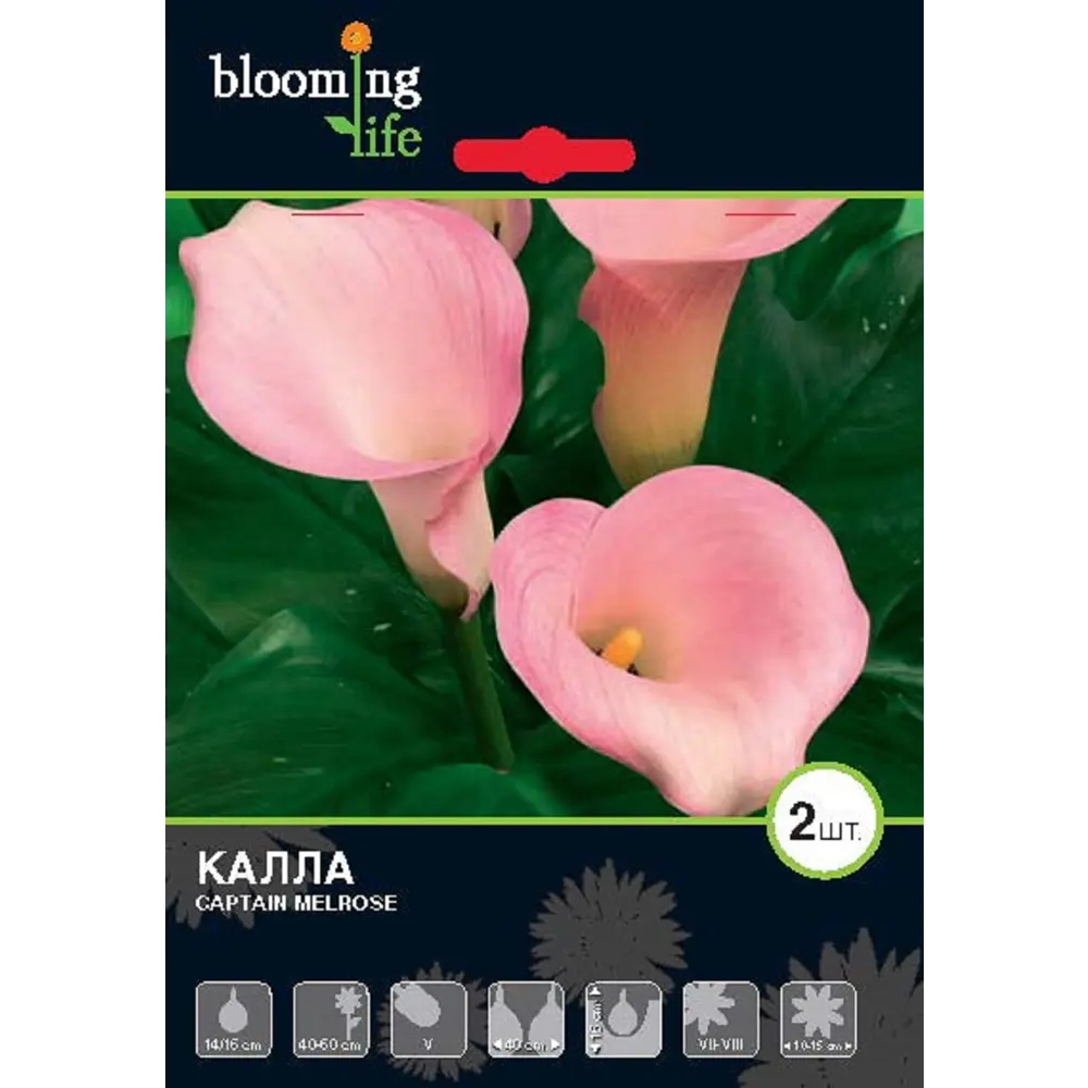 Фото Калла Каптейн Мелроуз Фото Калла Каптейн Мелроуз