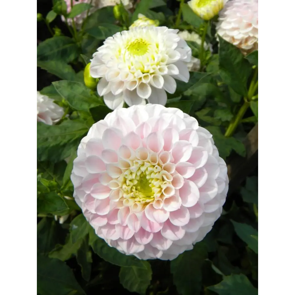 Фото 3 Георгина «Пинк Перл» Фото 3 Георгина «Пинк Перл»