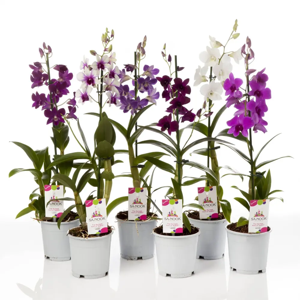 Фото Орхидея Дендробиум Sa-Nook 1 стебель ø11 h45 см Фото Орхидея Дендробиум Sa-Nook 1 стебель ø11 h45 см