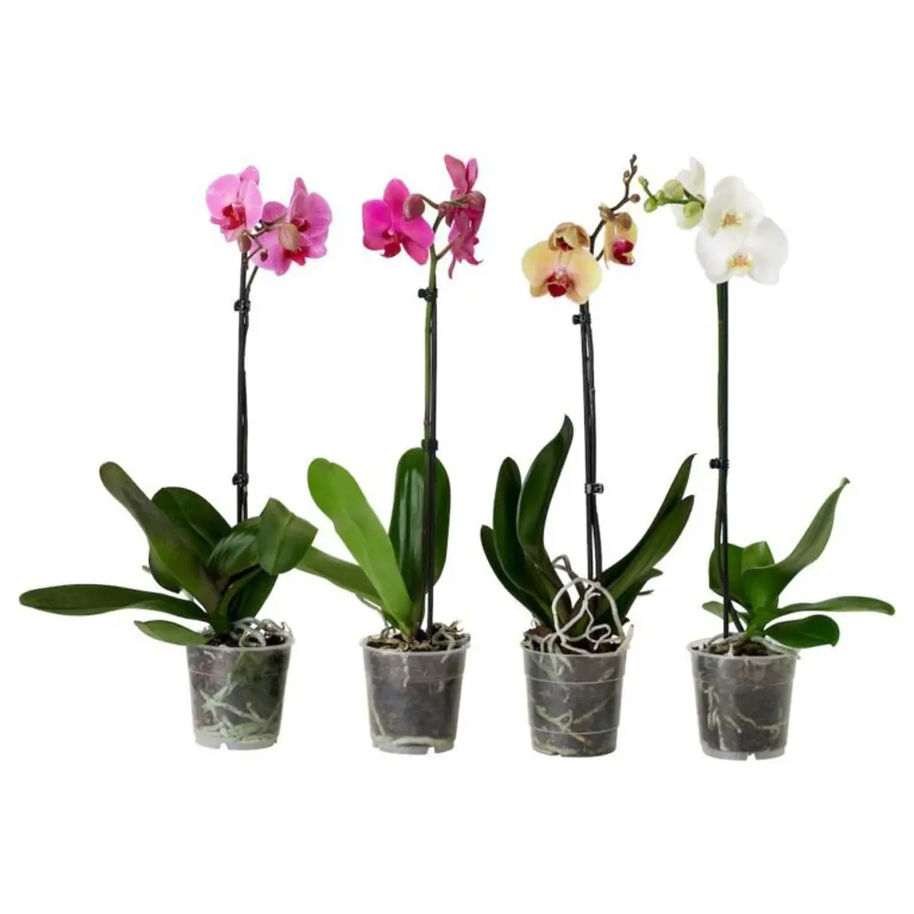Фото Орхидея Фаленопсис микс 1 стебель ø12 h75 см Флора люкс Фото Орхидея Фаленопсис микс 1 стебель ø12 h75 см Флора люкс