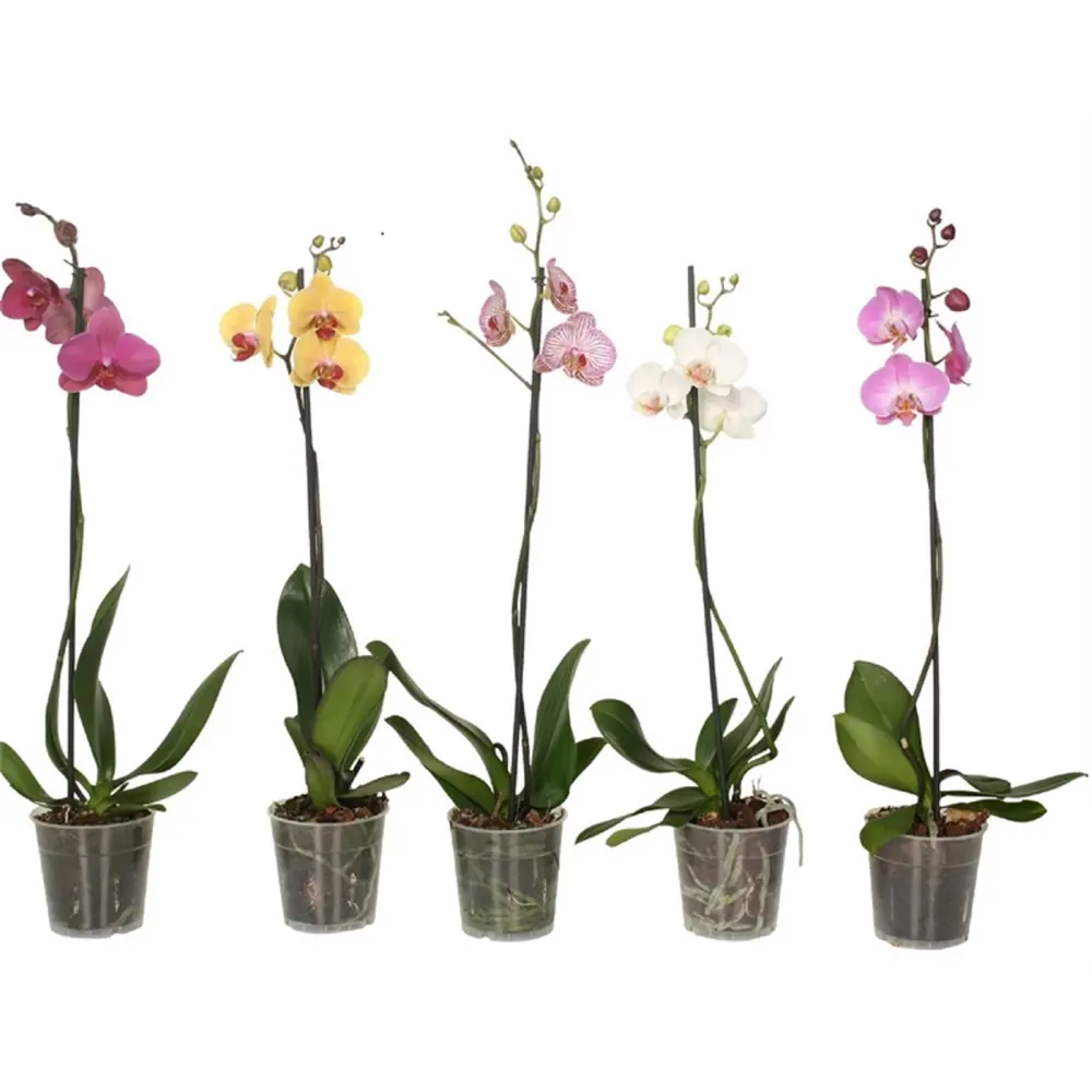 Фото Орхидея Фаленопсис микс 1 стебель ø12 h60 см Флора люкс Фото Орхидея Фаленопсис микс 1 стебель ø12 h60 см Флора люкс