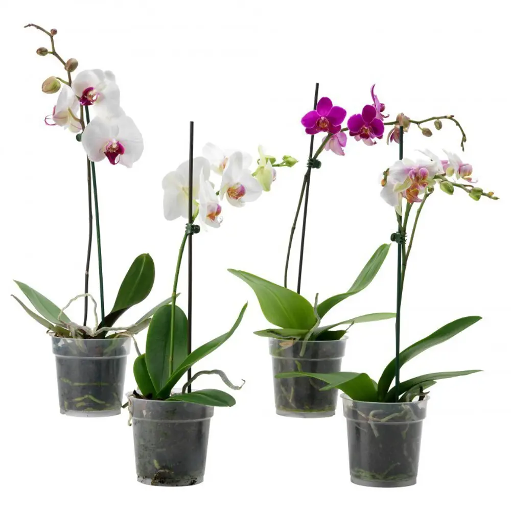Фото Орхидея Фаленопсис микс 1 стебель ø12 h38 - 55 см Фото Орхидея Фаленопсис микс 1 стебель ø12 h38 - 55 см