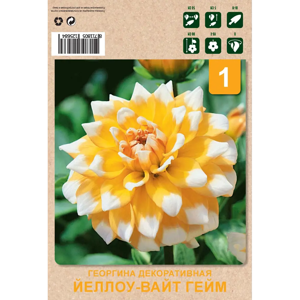 Фото Георгина декоративная Йеллоу-вайт гейм 1 шт