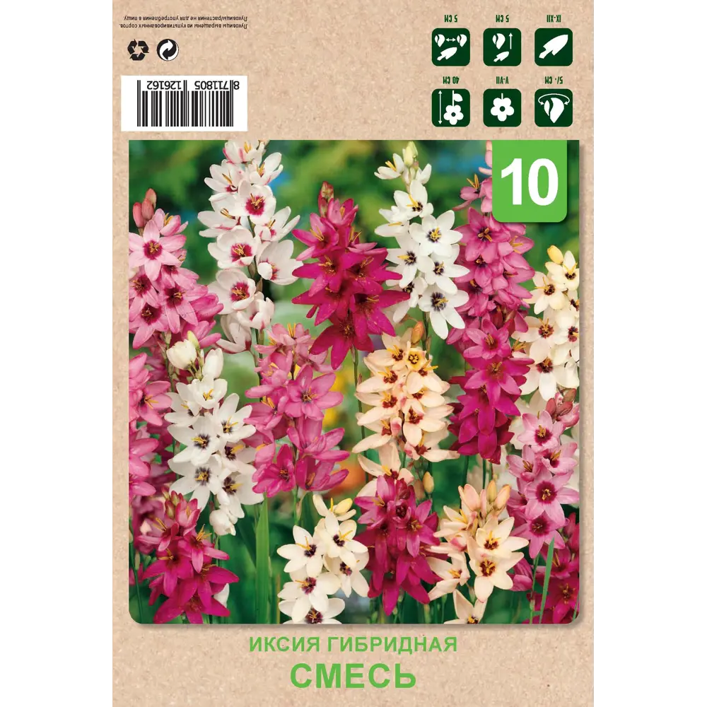 Фото Иксия гибридная смесь 10 шт Фото Иксия гибридная смесь 10 шт