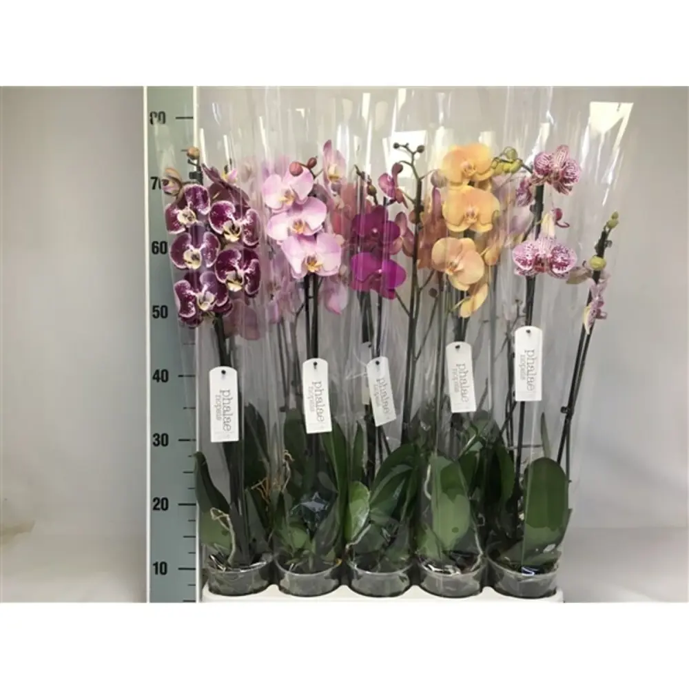 Фото Орхидея Фаленопсис микс ø12 h70 см Фото Орхидея Фаленопсис микс ø12 h70 см
