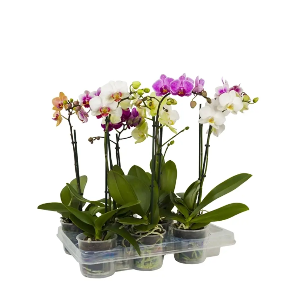 Фото Орхидея Фаленопсис микс 2 стебля ø9 h40 см Росток Фото Орхидея Фаленопсис микс 2 стебля ø9 h40 см Росток