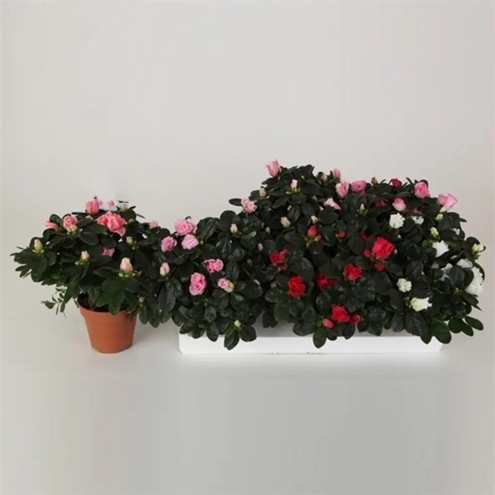 Фото Азалия Вогель 12x22 см Фото Азалия Вогель 12x22 см