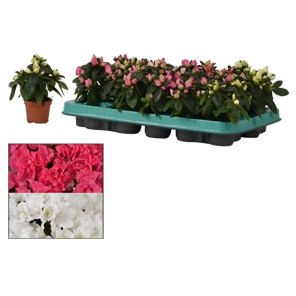 Фото Азалия микс ø6 h15 см Росток Фото Азалия микс ø6 h15 см Росток