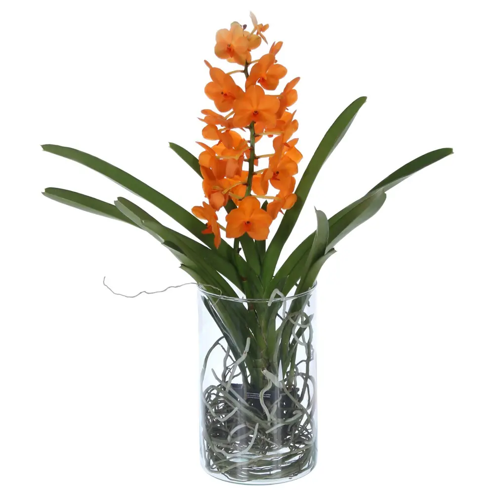 Фото 2 Орхидея Ванда в стекле ø13 h50 см Фото 2 Орхидея Ванда в стекле ø13 h50 см
