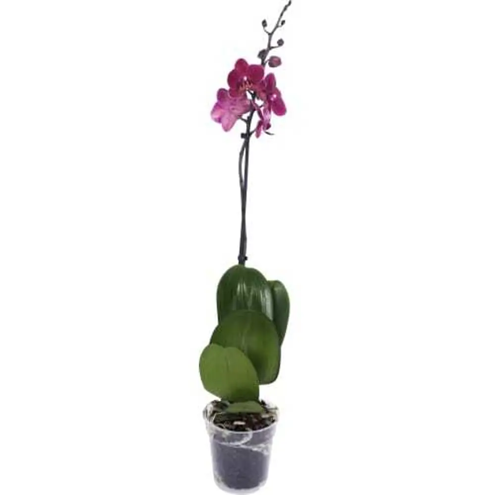 Фото Орхидея Фаленопсис Экстра микс 1 стебель ø12 h65 см Джей Эм Пи Флауэрс рус Фото Орхидея Фаленопсис Экстра микс 1 стебель ø12 h65 см Джей Эм Пи Флауэрс рус