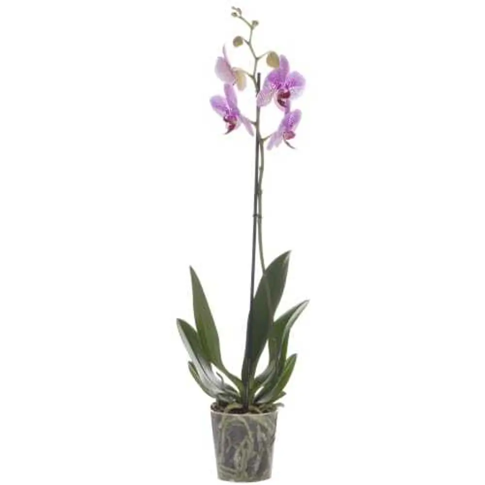 Фото Орхидея Фаленопсис микс 1 стебель ø15 h80 см Фото Орхидея Фаленопсис микс 1 стебель ø15 h80 см