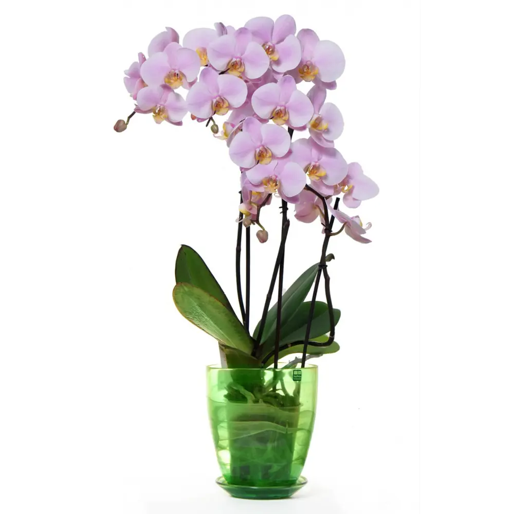 Фото Орхидея Фаленопсис микс 3 стебля ø12 h55 см Фото Орхидея Фаленопсис микс 3 стебля ø12 h55 см