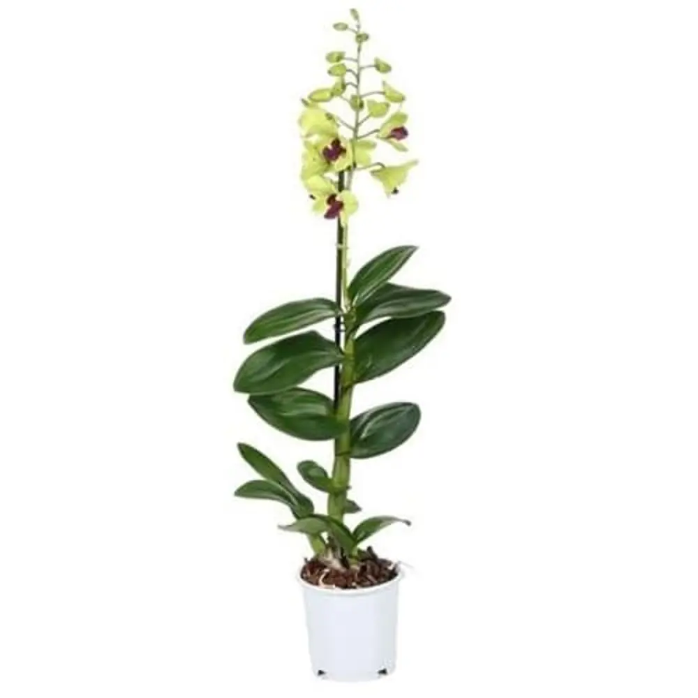 Фото Орхидея Дендробиум микс 1 стебель ø12 h45 см Фото Орхидея Дендробиум микс 1 стебель ø12 h45 см