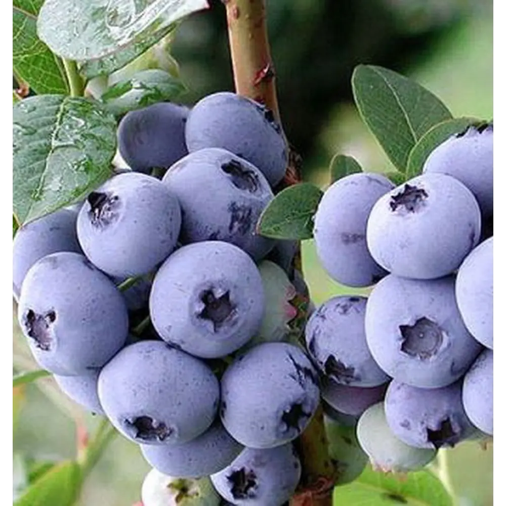 Фото 2 Голубика Дюк в тубе