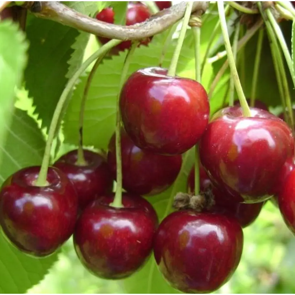 Фото 2 Вишня Любская в тубе Фото 2 Вишня Любская в тубе