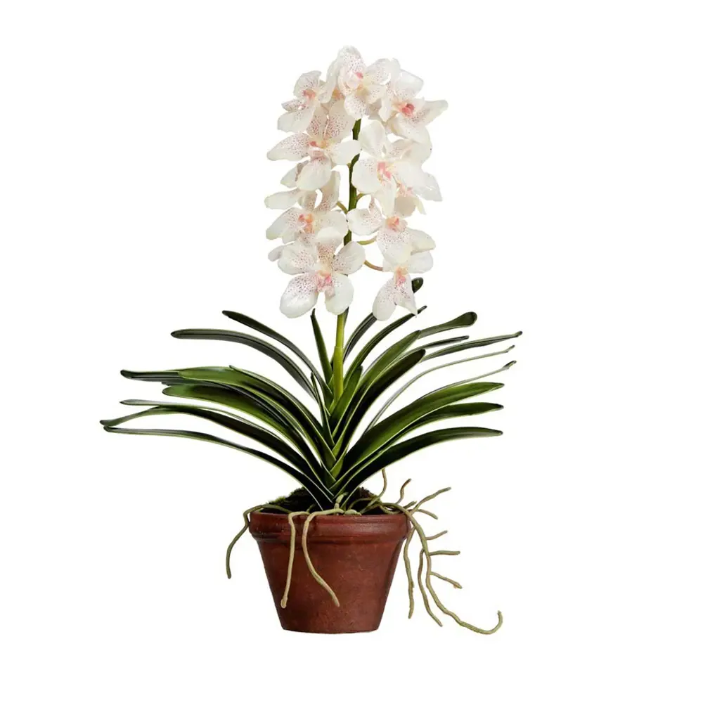 Фото Орхидея Ванда ø17 h70 см Фото Орхидея Ванда ø17 h70 см