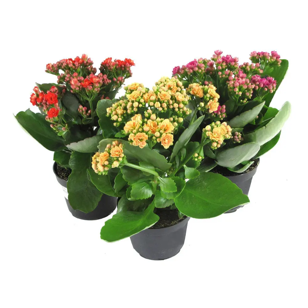 Фото Каланхое микс 3 цвета 15x26 см Фото Каланхое микс 3 цвета 15x26 см