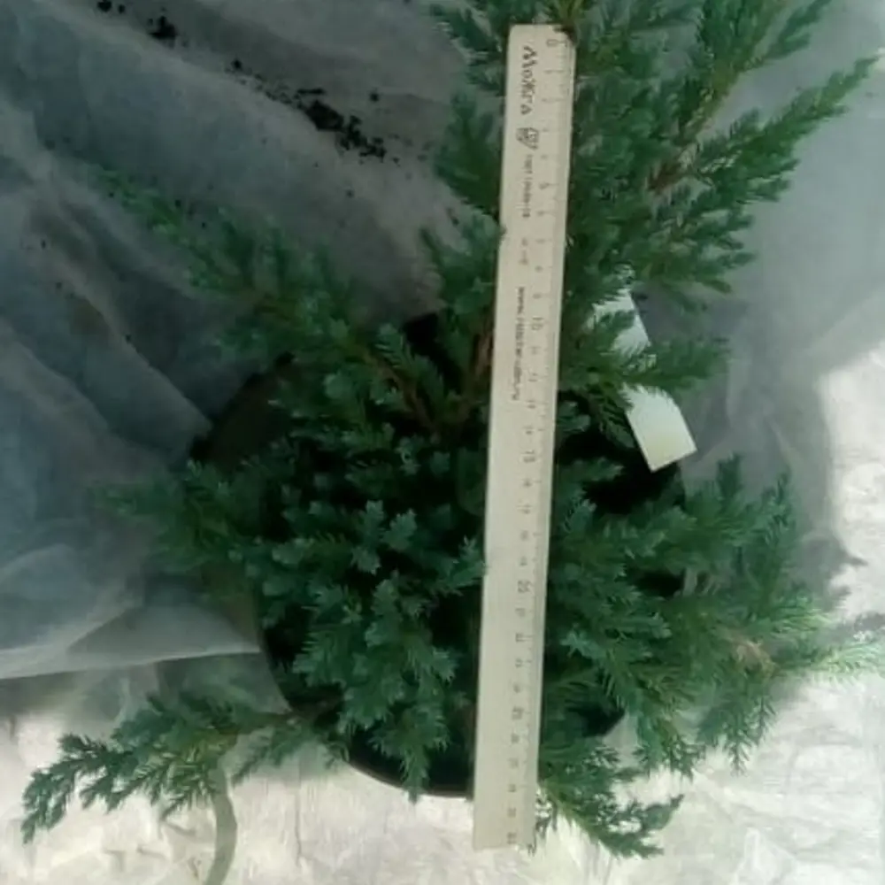 Фото Можжевельник «Блю Карпет» C1.5 высота 30-40 см Фото Можжевельник «Блю Карпет» C1.5 высота 30-40 см