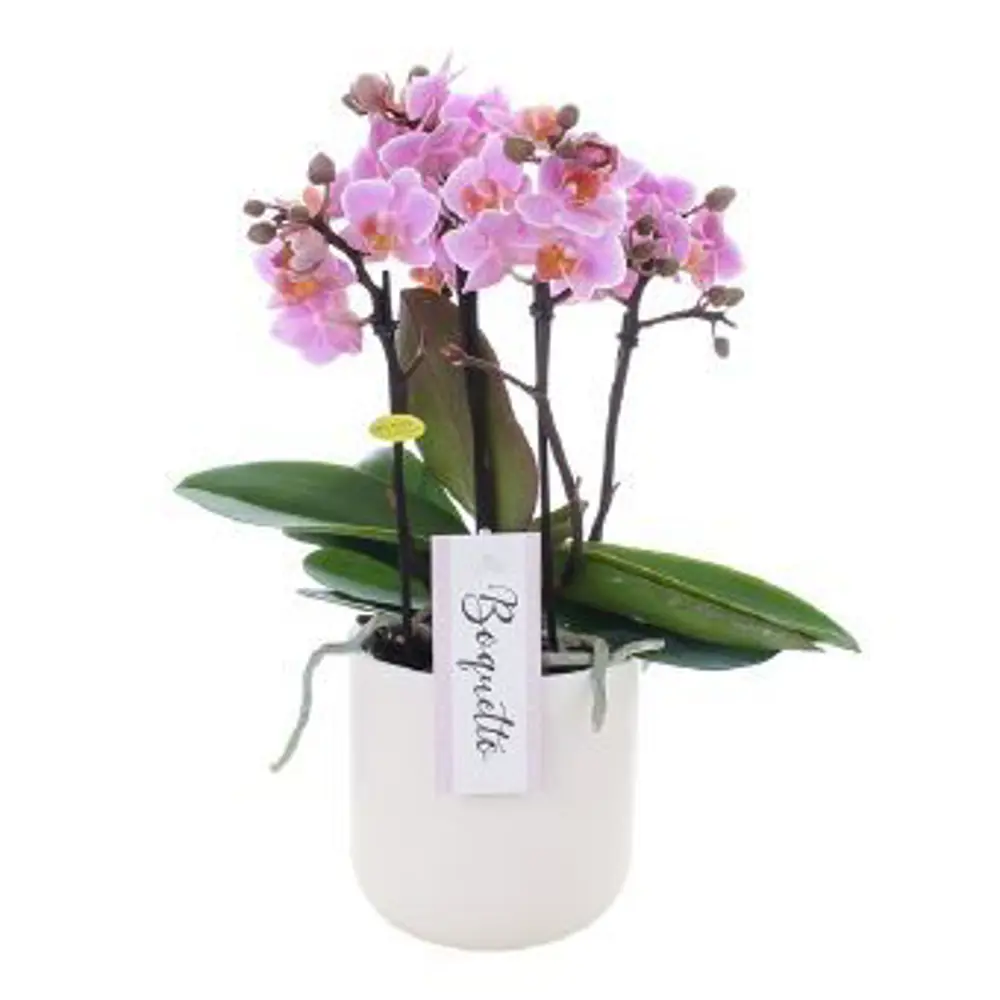 Фото Орхидея Фаленопсис Boquetto ø12 h35 см Фото Орхидея Фаленопсис Boquetto ø12 h35 см