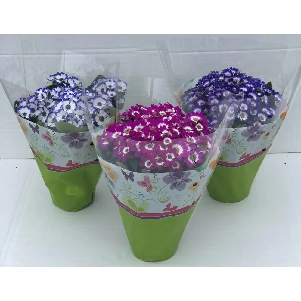 Фото Цикламен 12x11 см