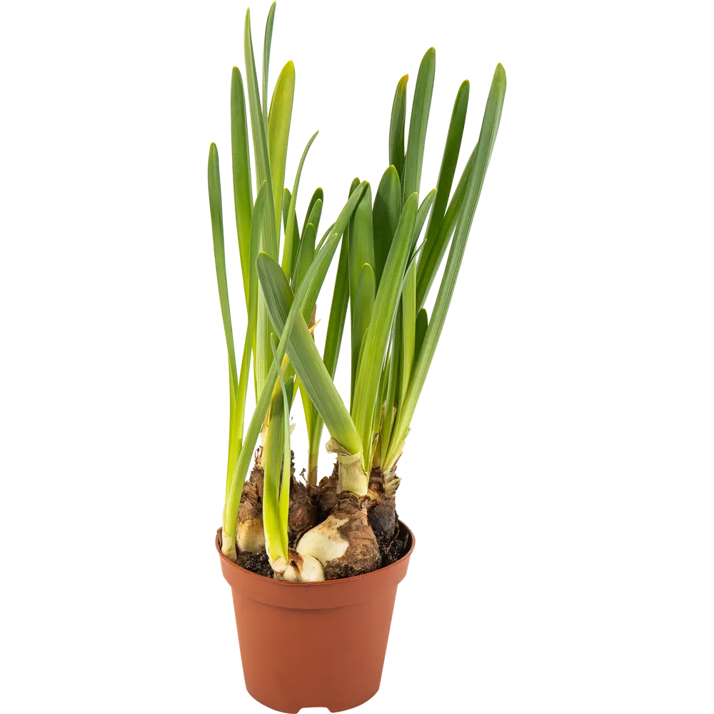 Фото Луковичный микс 9х15 см Фото Луковичный микс 9х15 см