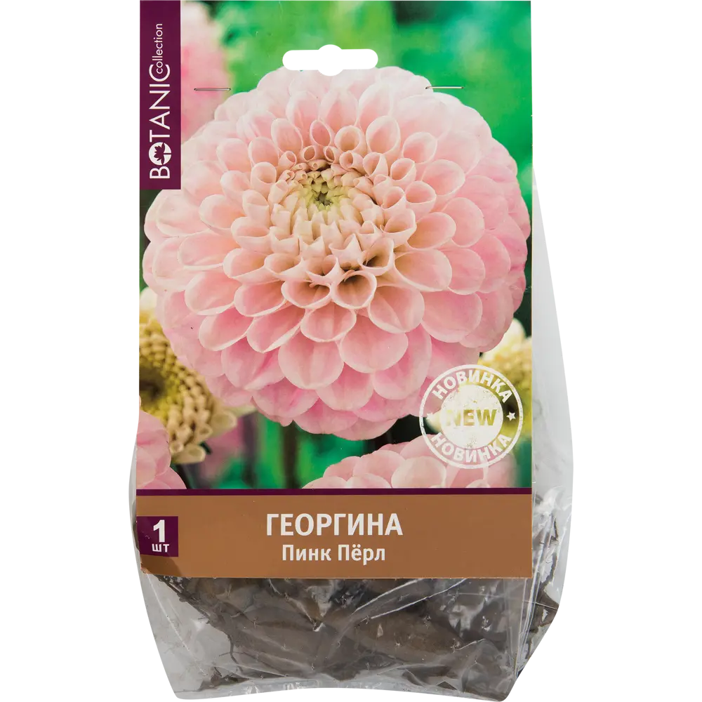 Фото Георгина «Пинк Перл» Фото Георгина «Пинк Перл»