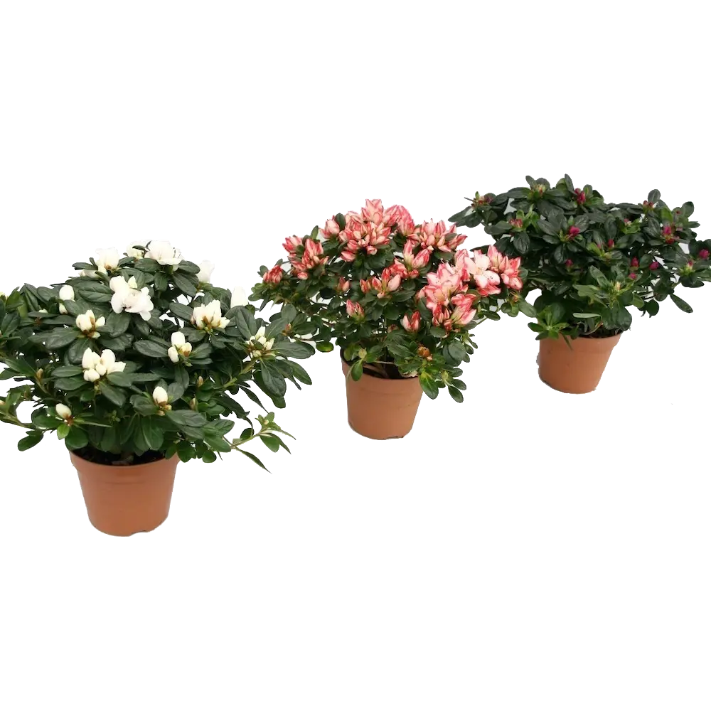 Фото Рододендрон микс 17x30 см Фото Рододендрон микс 17x30 см