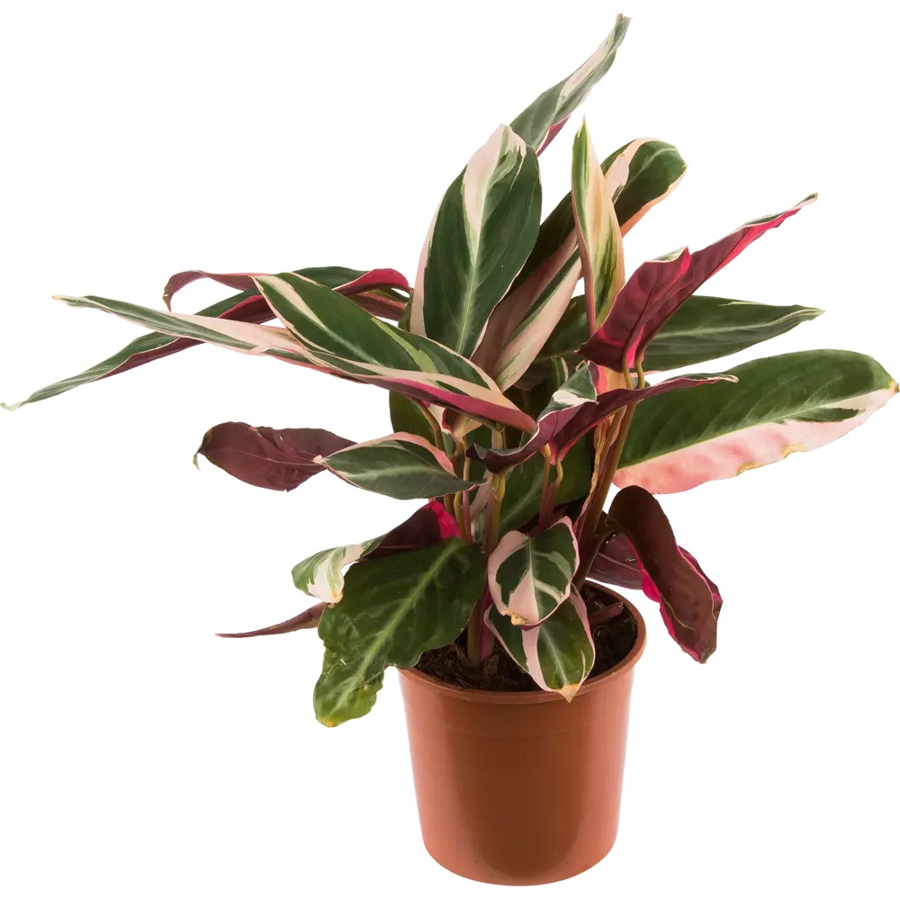 Фото Строманта Триостар 14x45 см Фото Строманта Триостар 14x45 см